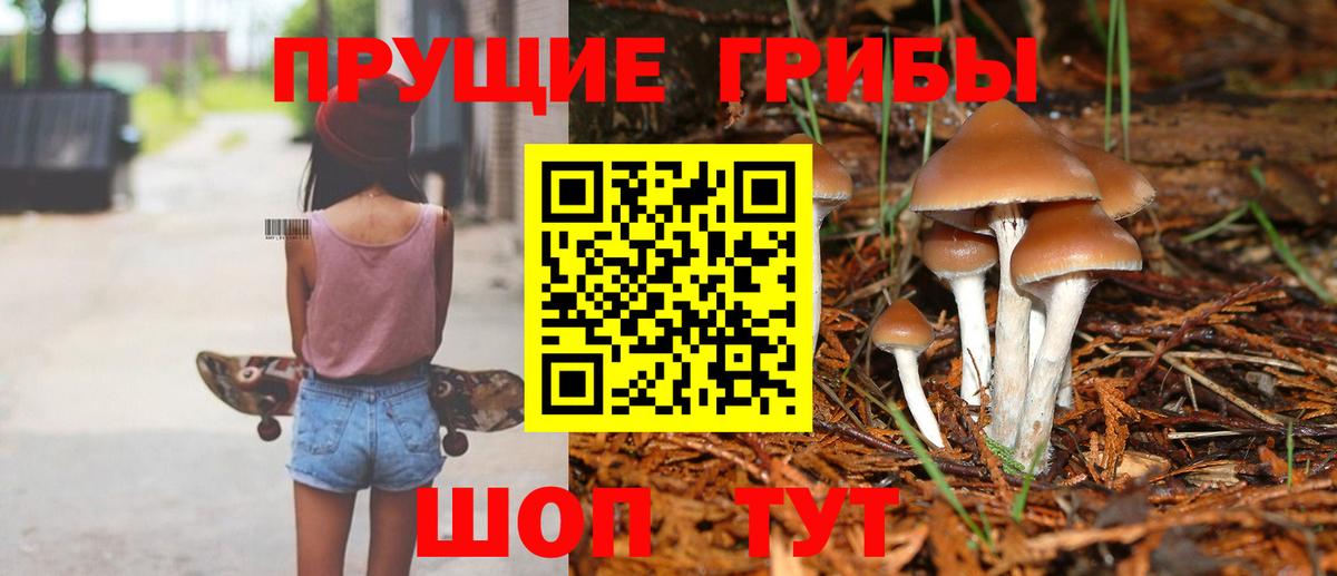 Сланцы  Галлюциногенные грибы Cubensis  Вход с VPN 